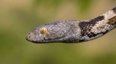 Snake cat звичайна